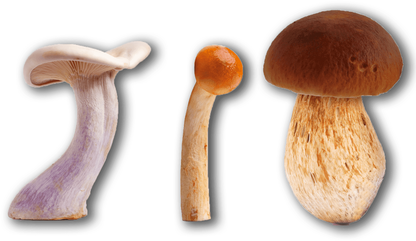 Mushrooms Mix 10% Porcino - Penny Bun (1500x1500), Png Download
