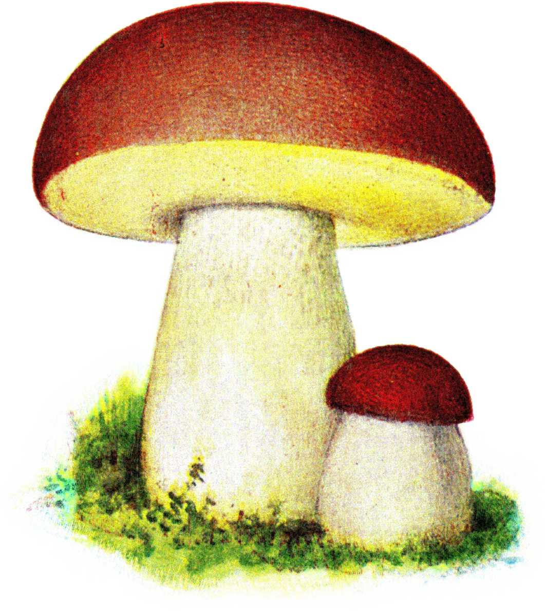 Karl Johanssvamp, Iduns Kokbok , Fungi Portal - Maroon Bolete (1105x1215), Png Download