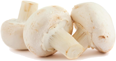 Pantothenic Acid - Fuzzy Mushrooms Safe To Eat (480x251), Png Download