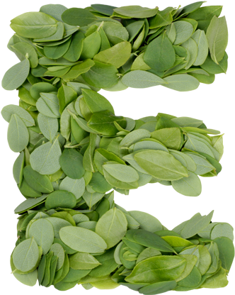 Summer Leaves Font - Letter E Transparent Background (527x447), Png Download