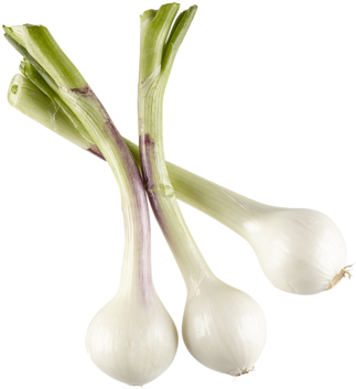 Onion Bulb Bunch - Bulb (390x390), Png Download