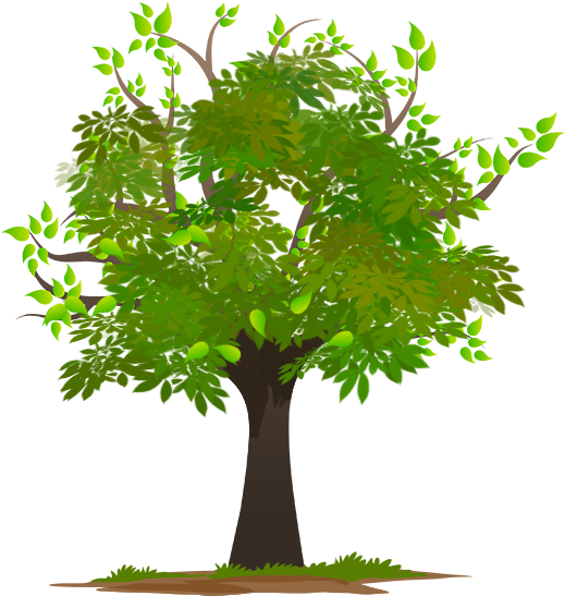 Sal - Tree (600x600), Png Download