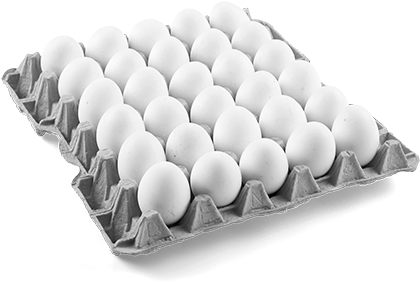 White Egg Egg Tray (600x600), Png Download
