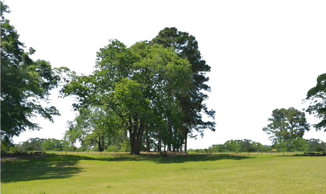 Trees At Park Png Background Stock Photo 0021 By Annamae22 - Park Trees Png (1098x727), Png Download