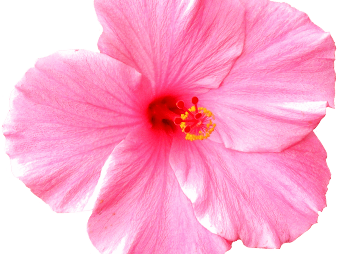 Hawaiian Border Clip Art Joy Studio Design Gallery - Flower (1368x855), Png Download