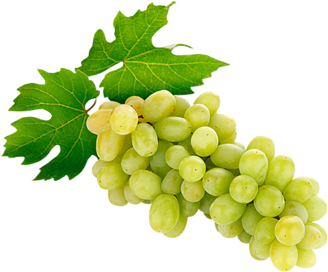 Fruits And Veggies - Grape (500x418), Png Download