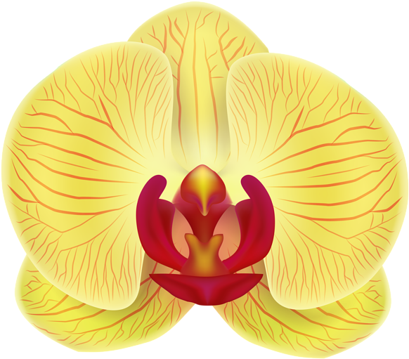 Yellow Orchid Transparent Png Clip Art Image - Portable Network Graphics (600x523), Png Download