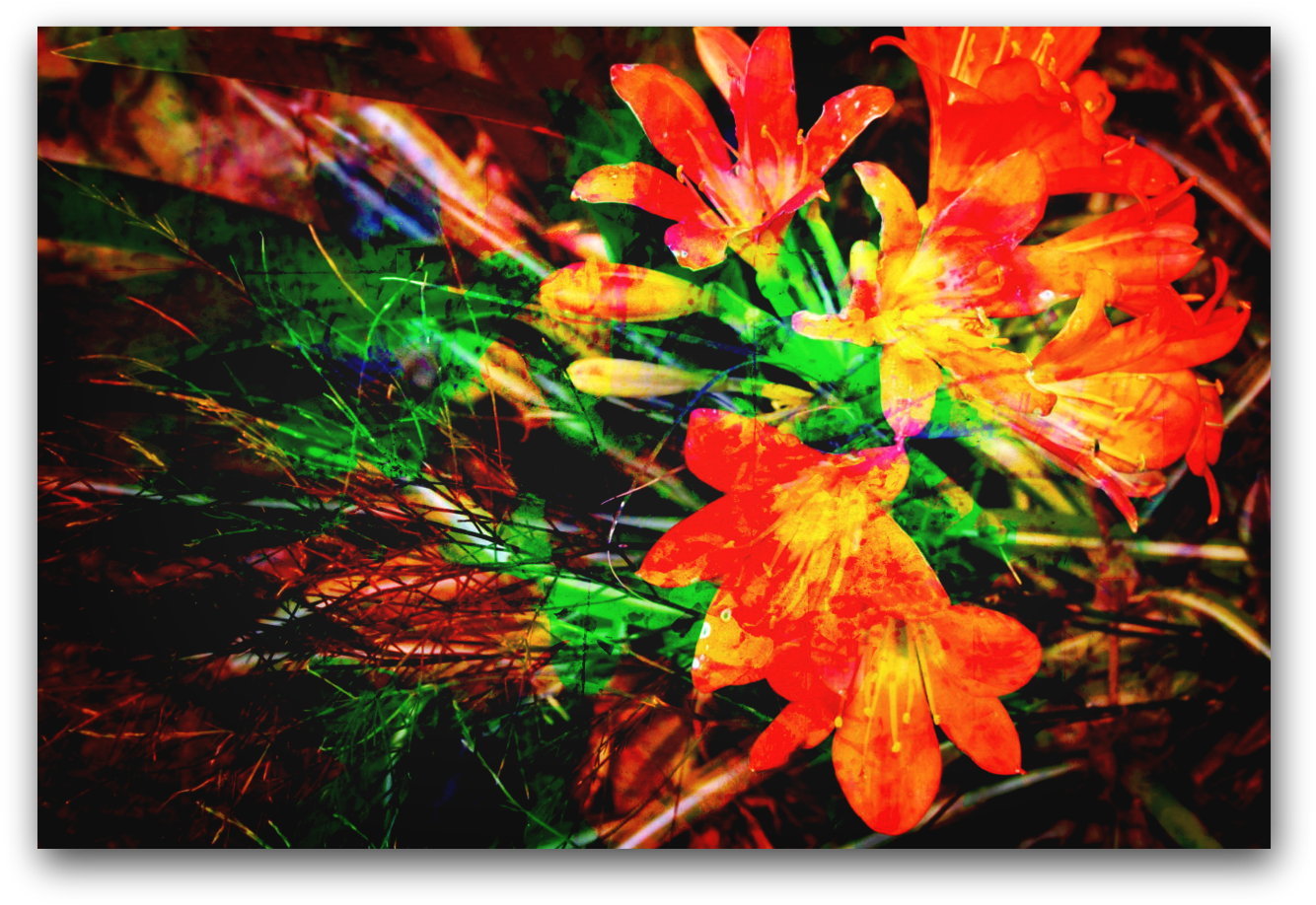 Soft Light Effects Add A Glow To This Art Work - Caesalpinia (1346x930), Png Download