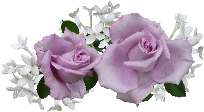 Mauve, Rose, With, White, Flowers - Mauve Flowers (960x573), Png Download