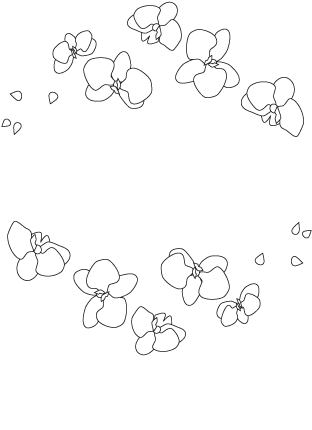 White Orchid Illustration (395x455), Png Download