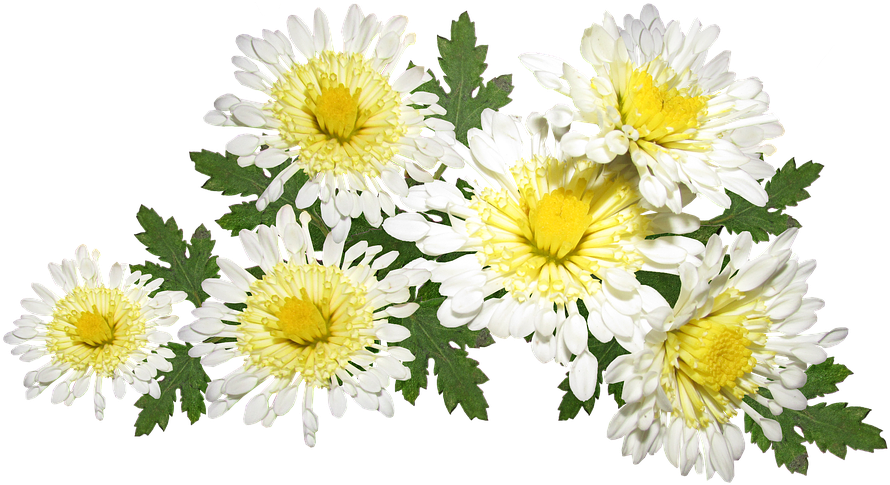 Flowers, White, Chrysanthemum, Mothers Day, Garden - Chrysanthemum (960x540), Png Download