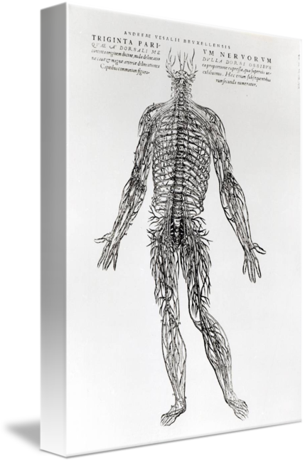 Image Library Stock Of The Human Brain - Andreas Vesalius (429x650), Png Download