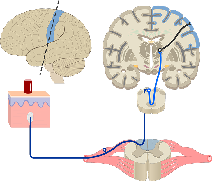 Touch Pathway - Sensory Nervous System (1200x630), Png Download