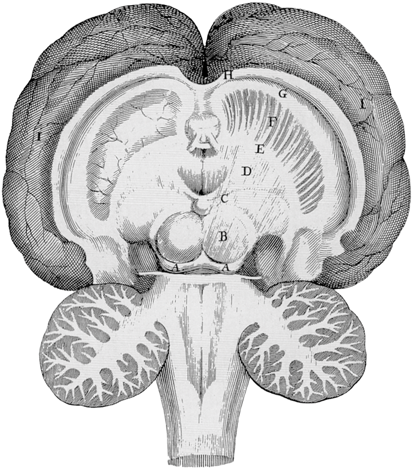 Thomas Willis's Drawing Of A Horizontal Section Of - Semantic Scholar (1805x938), Png Download