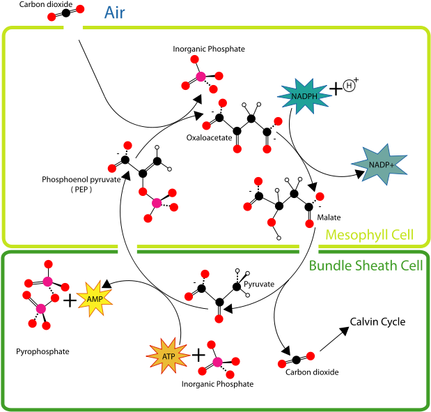 Archives For C4 - Fijacion De Carbono C4 (640x600), Png Download