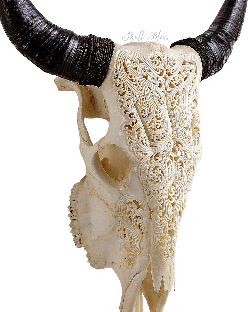 Design Toscano Corsican Ram Skull And Horns Wall Sculpture - Skull (1000x1000), Png Download