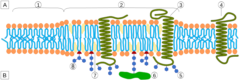 Lipid Raft Organisation Scheme - Lipid Raft (800x267), Png Download
