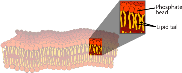 Illustration Of A Cell Membrane - Cell Membrane (659x259), Png Download