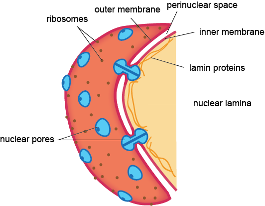 This Membrane Is Found In Only Eukaryotic Cells Because - Nuclear And Plasma Membrane (532x413), Png Download