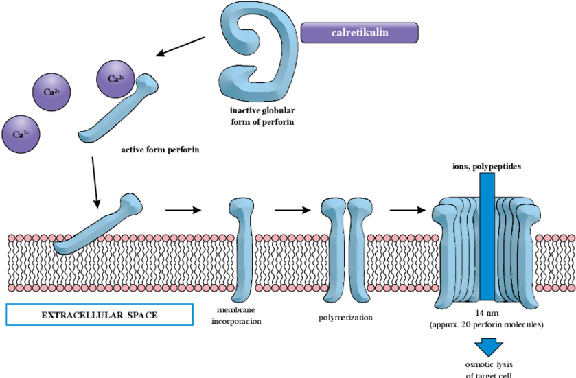 Formation Of Channel In A Target Cell Membrane - Perforin Cell Membrane (850x550), Png Download