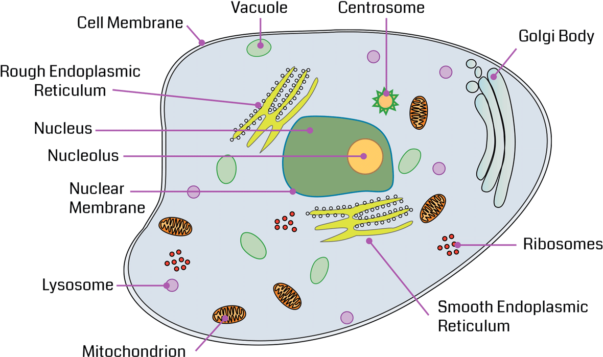 Review The Major Organelles And Their Functions As - Organelles Of A Cell (1200x710), Png Download