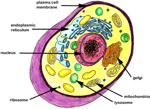 Diagram - Animal Cell 7th Grade (601x500), Png Download