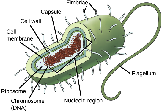 Prokaryotic Cells (556x393), Png Download