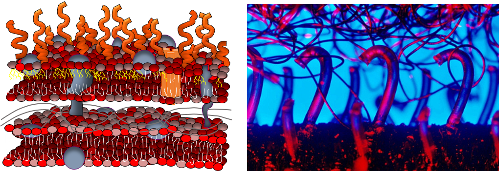 Cell Membrane And Velcro - Membrane Damage By Nanoparticle (1020x351), Png Download