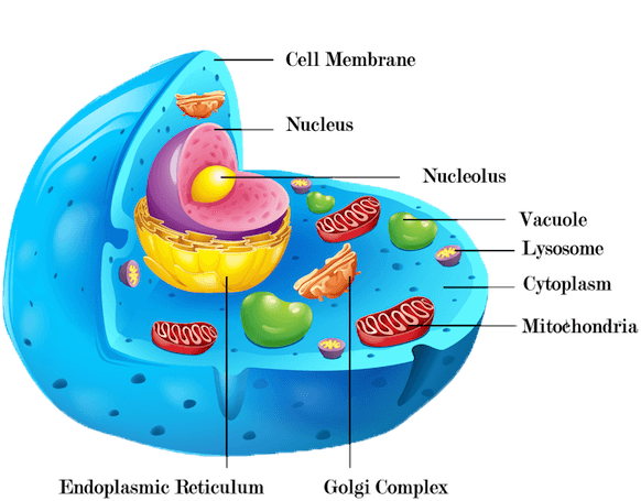 J - Nucleus - Large Central Vacuole Animal Cell (600x490), Png Download