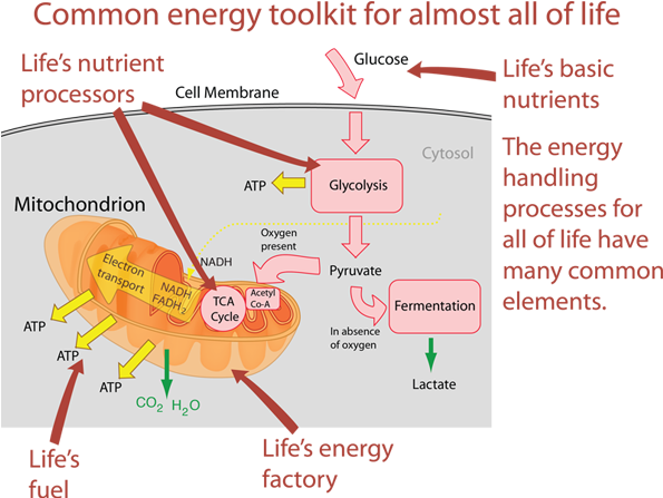 One Of The Interesting Things About Cell Respiration - Cellular Respiration (599x466), Png Download