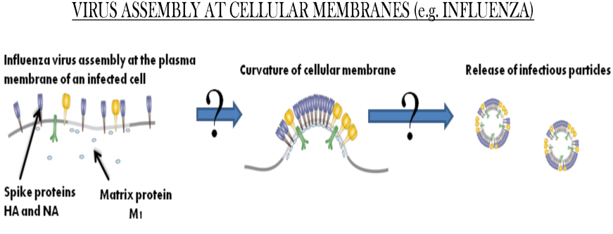 Steps In Influenza Virus Assembly - Virus (870x349), Png Download