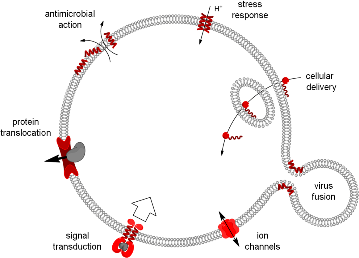 Transport Across Cell Membrane - Institute For Bio- And Geosciences Plant Sciences (ibg-2) (1200x854), Png Download
