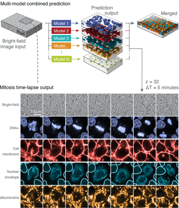 Different Models Applied To The Same Input And Combined - Diagram (595x692), Png Download