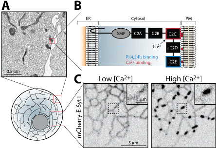 Electron Micrograph Of A Fibroblast Where The Er Is - Diagram (467x320), Png Download
