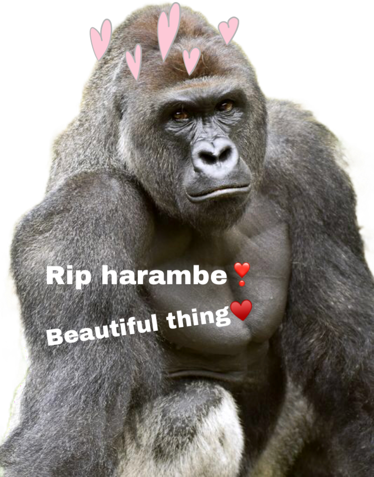 Report Abuse - Google Harambe (750x956), Png Download