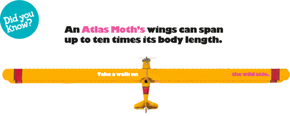 Artboard 3 - Antonin Le Poussin - Livre (1000x402), Png Download