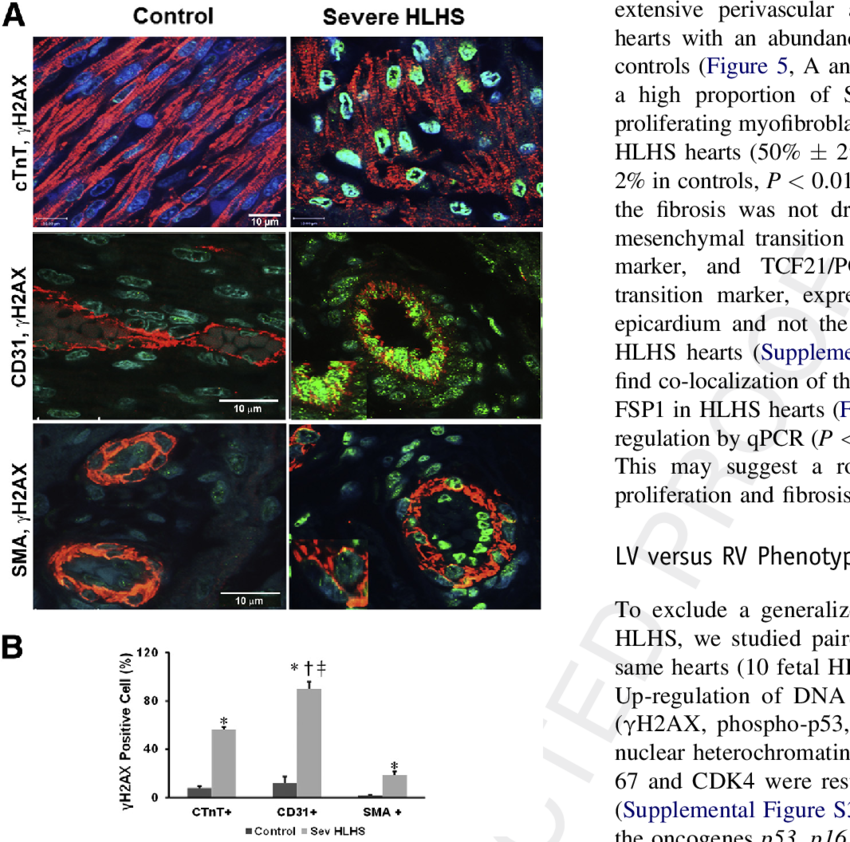 Double Staining Of The Lv For Gh2ax (green, Nuclear) - Parallel (850x842), Png Download