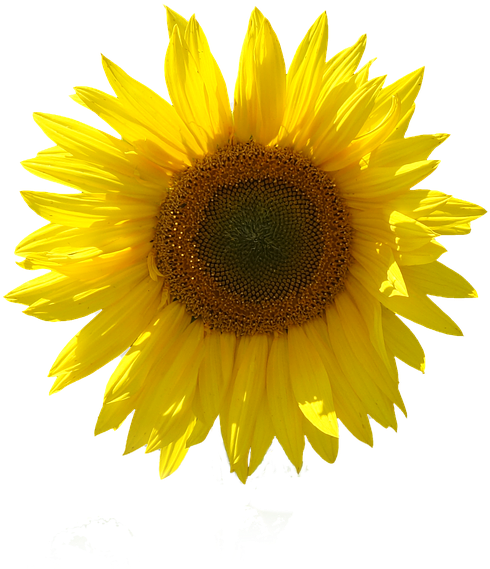 Sunflower, Isolated, Transparent Background, Close - Common Sunflower (960x633), Png Download
