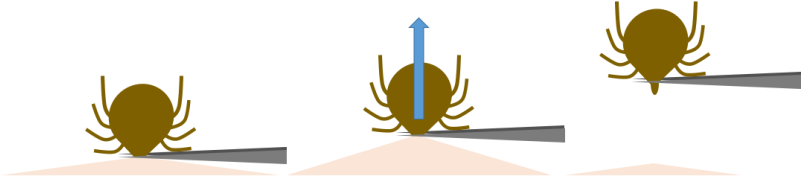 Removing A Tick With Tweezers - Tick (800x256), Png Download