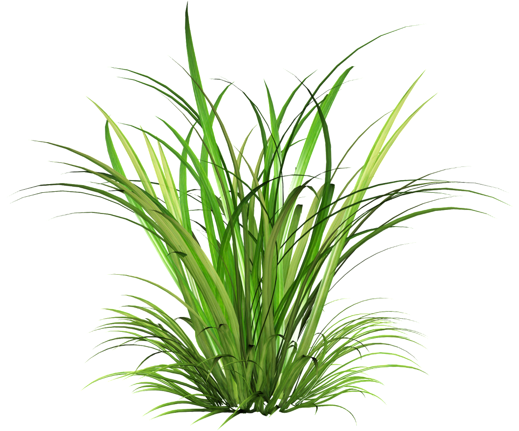 Png Transparente De Arbustos De Tinta Verde - Cymbopogon Martinii (1024x852), Png Download