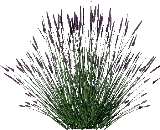Arbusto 3d - Lavanda - Lavender Shrub Png (750x527), Png Download