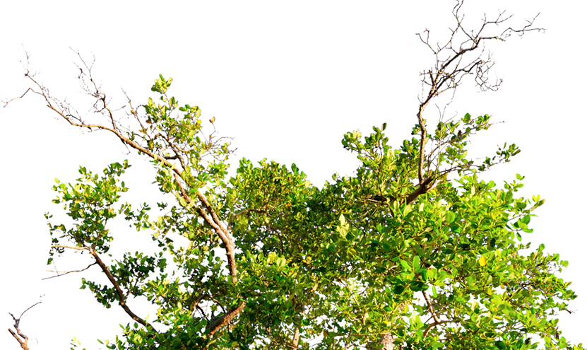 Conócenos - Tree (831x495), Png Download