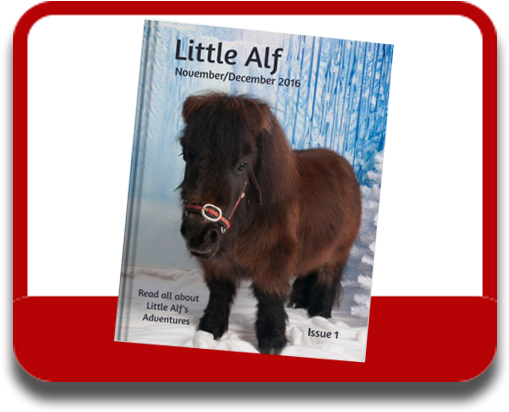 Shetland Pony (528x432), Png Download