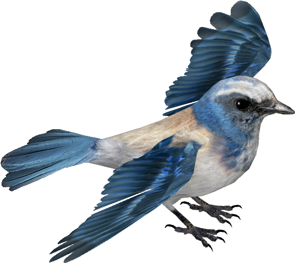Florida Scrub Jay Adult4 - Scrub Jay Transparent (577x577), Png Download
