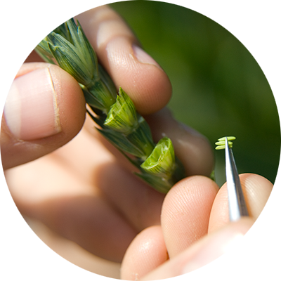 Wheat Breeding (400x400), Png Download