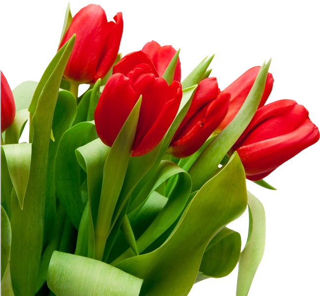 Bouquet Flowers Png - Tulip Flower Red Png (650x629), Png Download