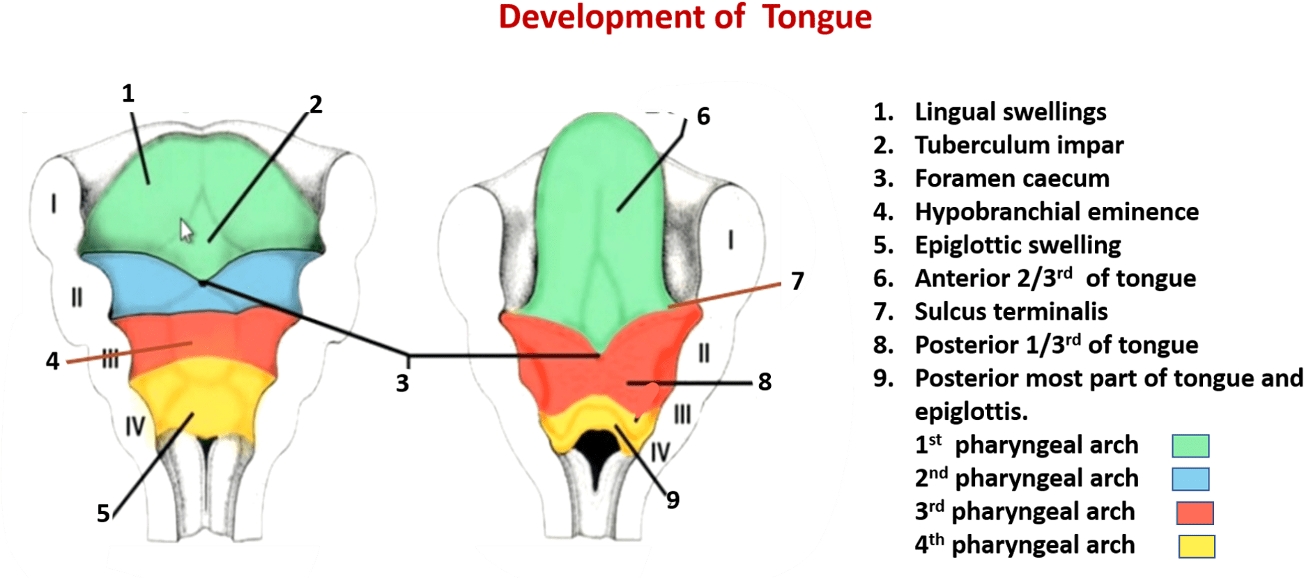 Development Of Tongue And Thyroid Gland - Tongue (1897x856), Png Download