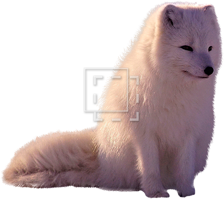 Arctic Fox - Arctic Fox Without Background (450x450), Png Download