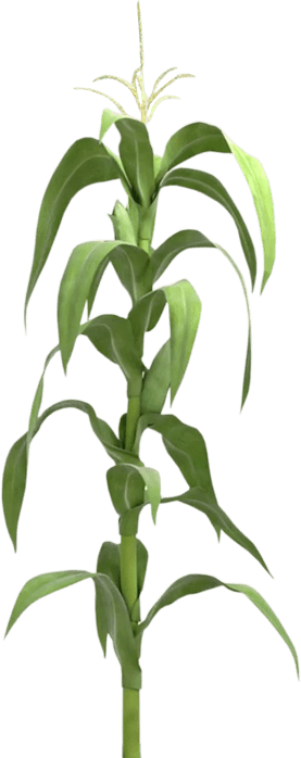 Planta De Maiz Png (277x698), Png Download