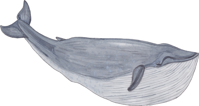 Young Whale Warrior Competition - ภาพ วาด ปลาวาฬ สวย (800x427), Png Download